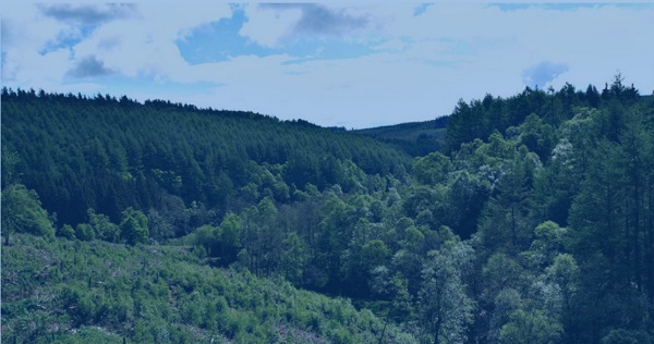 Hamsterley Forest Summer Half Marathon