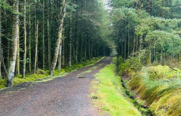 Rabbit Run Half Marathon